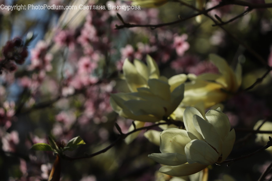 Plant, Blossom, Flower, Petal, Cherry Blossom