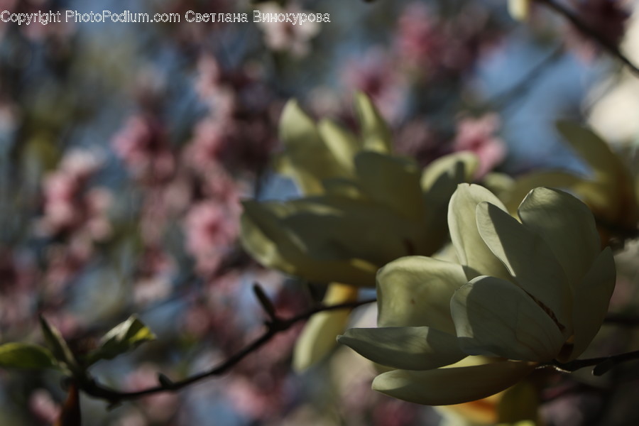 Plant, Flower, Blossom, Sprout, Bud