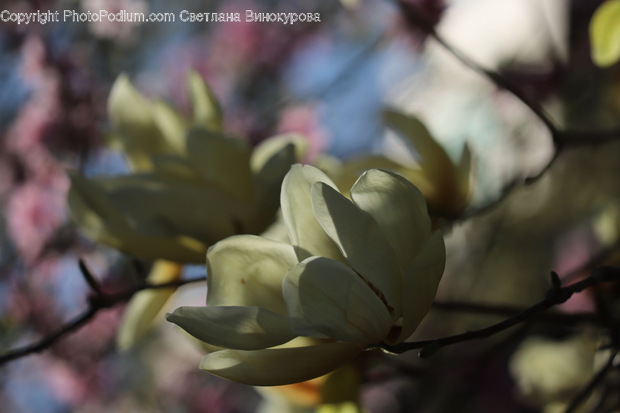 Plant, Petal, Flower, Blossom, Bud