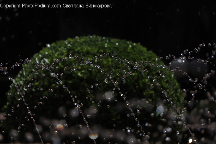 Droplet, Animal, Invertebrate