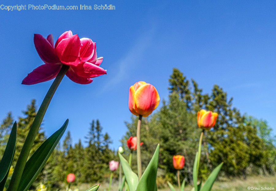 Plant, Blossom, Flower, Tulip, Petal