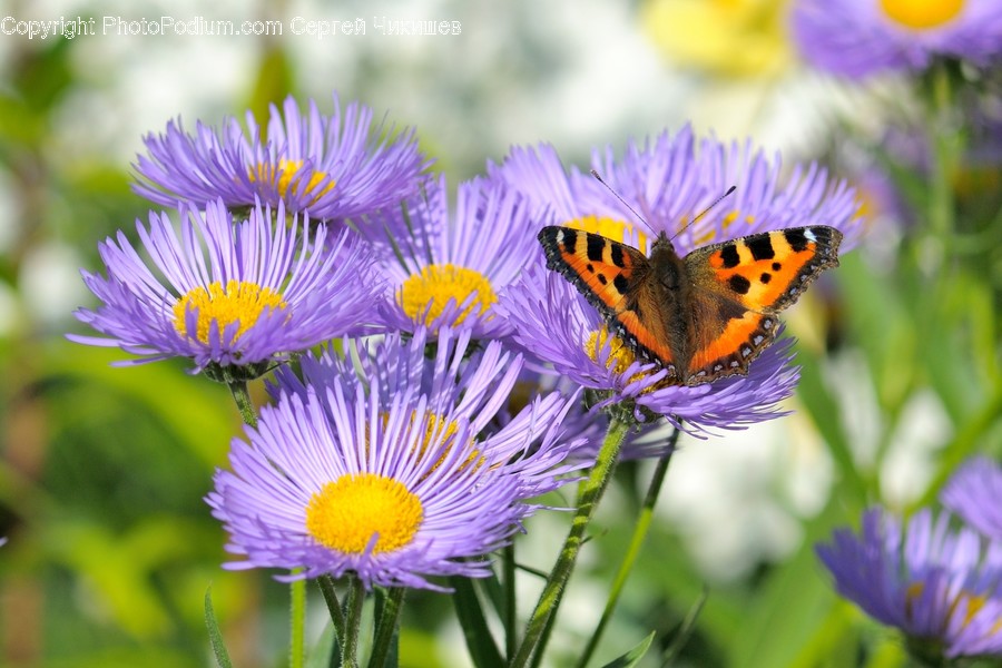 Animal, Insect, Invertebrate, Bee, Honey Bee