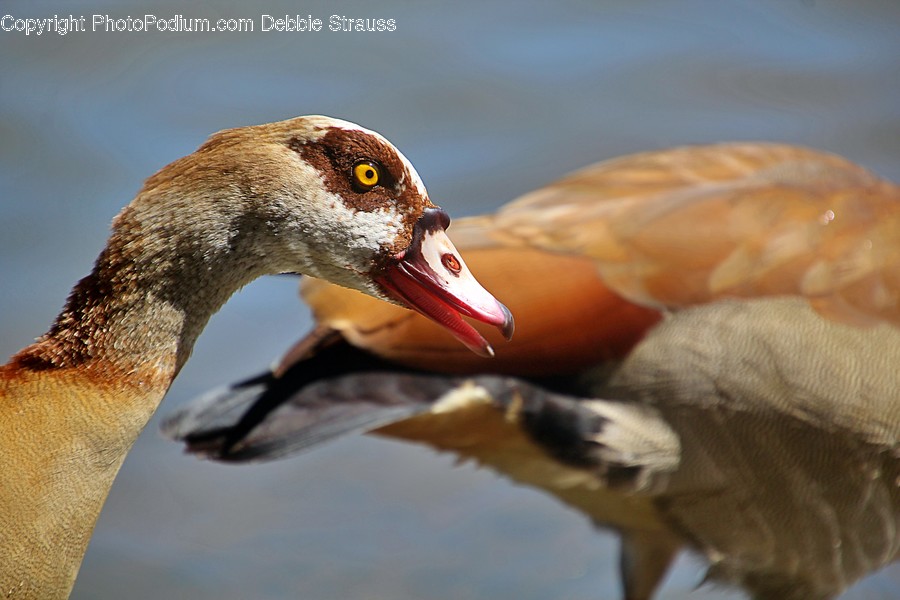 Animal, Bird, Duck, Waterfowl, Beak