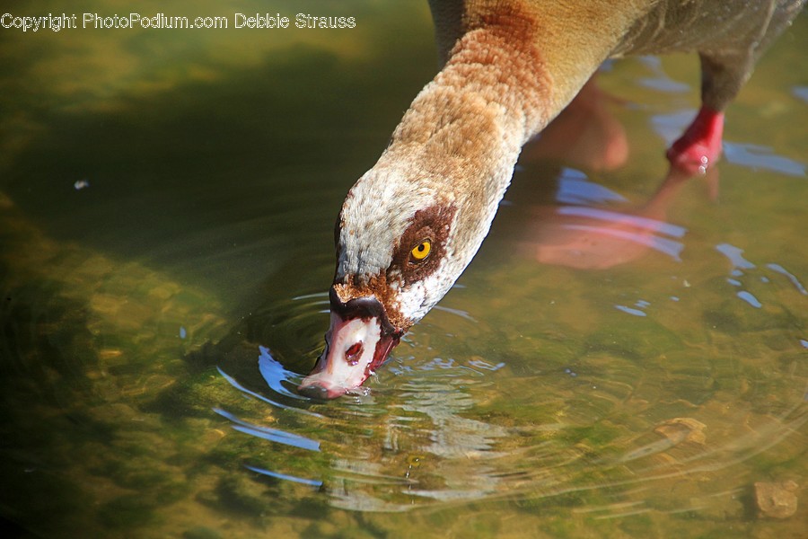 Outdoors, Water, Animal, Fish, Bird