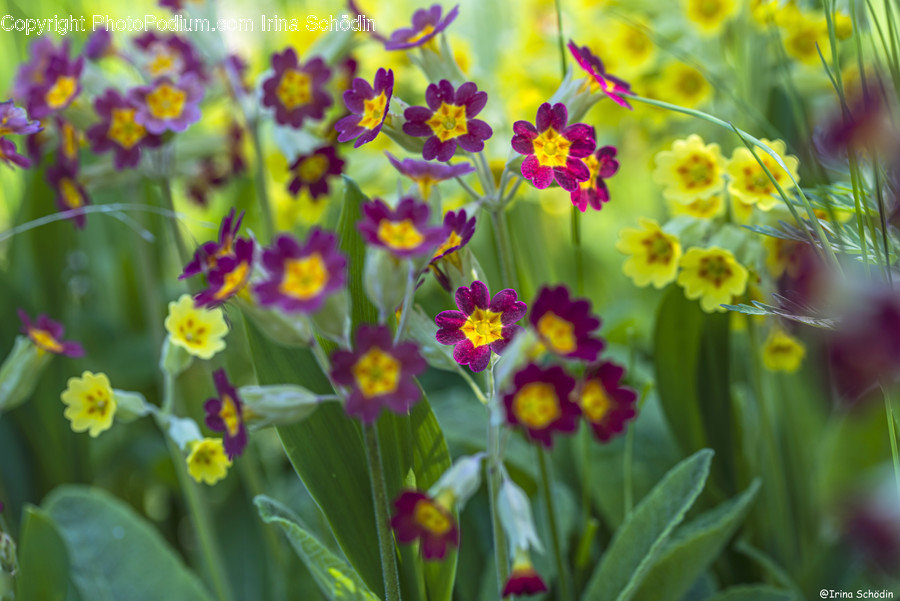 Plant, Pollen, Flower, Blossom, Geranium