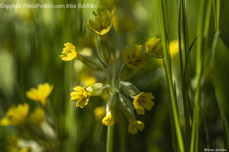 Plant, Pollen, Flower, Blossom, Daffodil