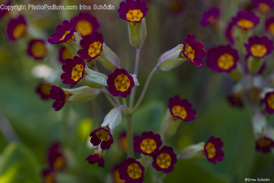 Flower, Geranium, Blossom, Plant, Pollen