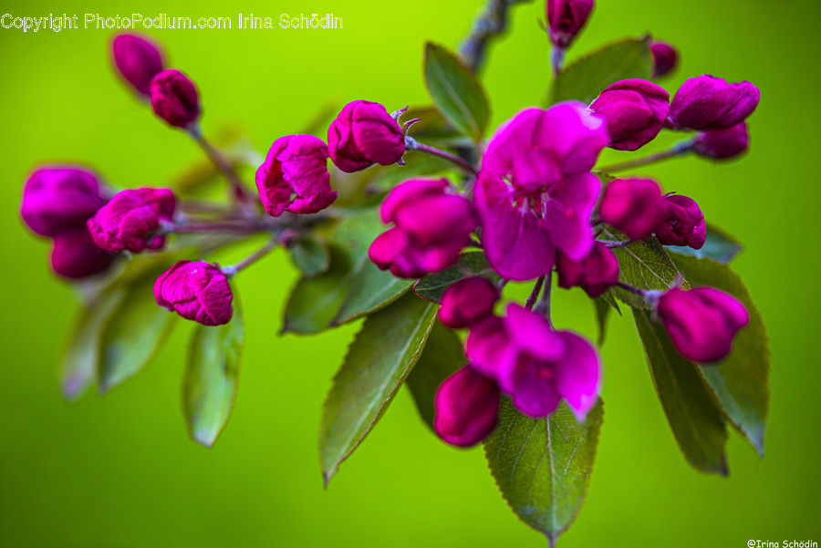 Plant, Geranium, Blossom, Flower, Animal