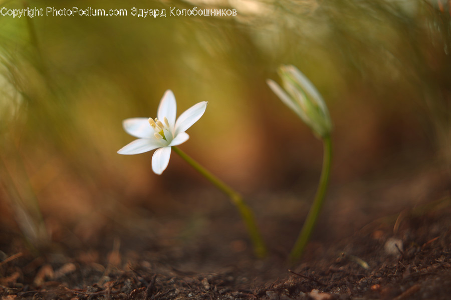 Plant, Flower, Blossom, Anemone, Geranium