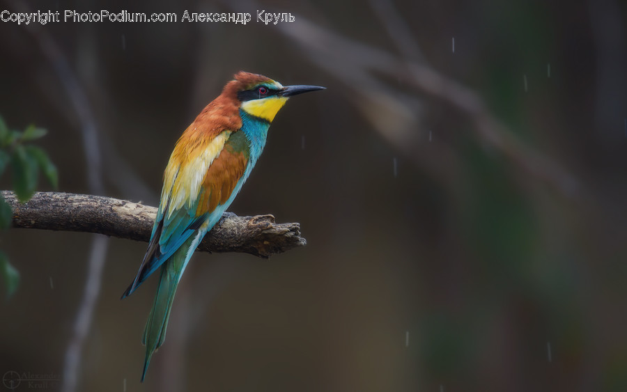 Bird, Animal, Bee Eater