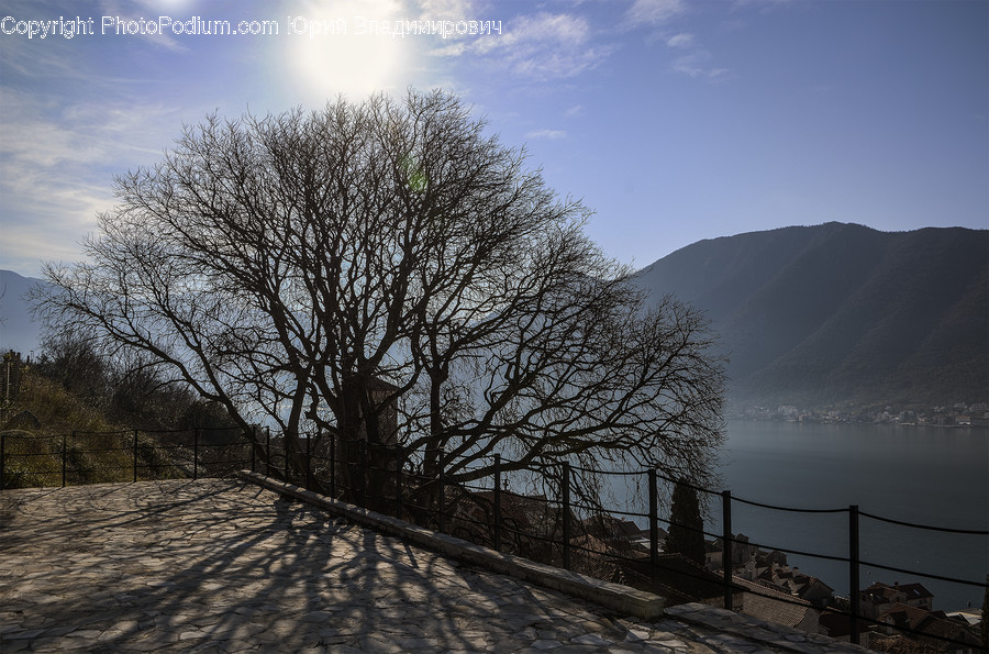 Nature, Outdoors, Plant, Tree, Soil