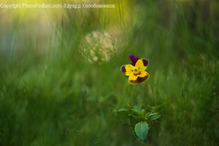 Plant, Blossom, Flower, Pansy, Anemone