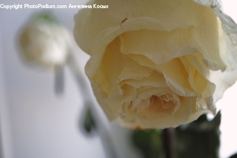 Blossom, Flower, Plant, Rose, Flower Arrangement, Flower Bouquet, Carnation
