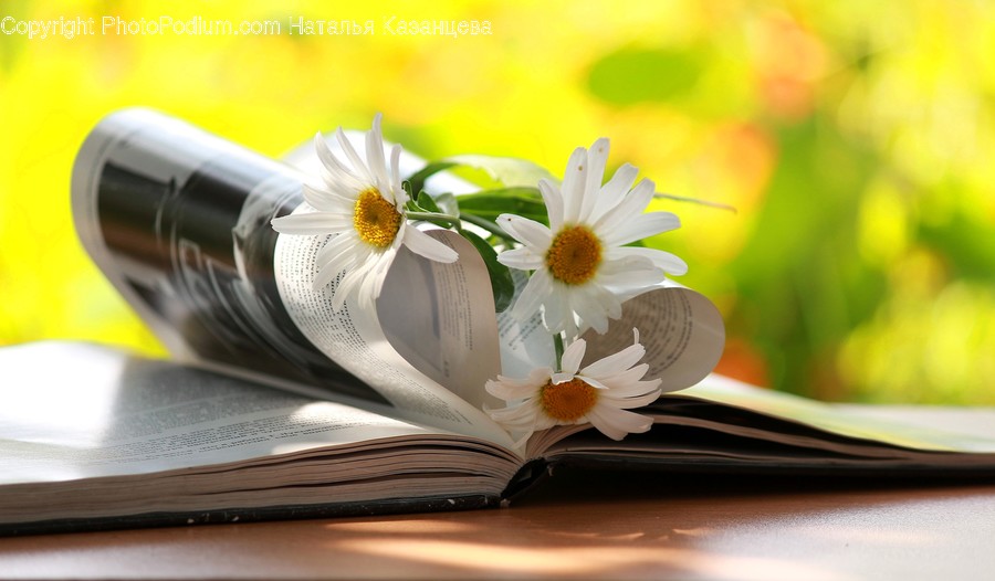 Plant, Flower, Blossom, Daisies, Daisy