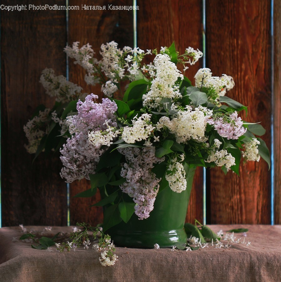 Plant, Flower, Blossom, Flower Arrangement, Flower Bouquet