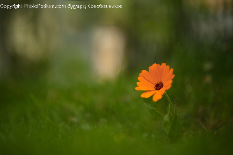 Plant, Flower, Blossom, Daisies, Daisy