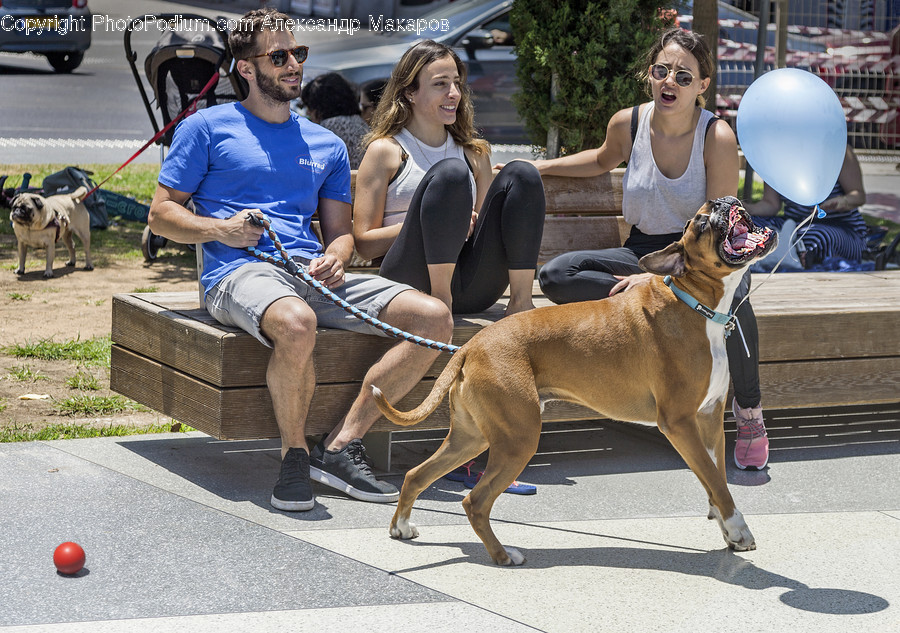 Human, Person, Dog, Canine, Pet
