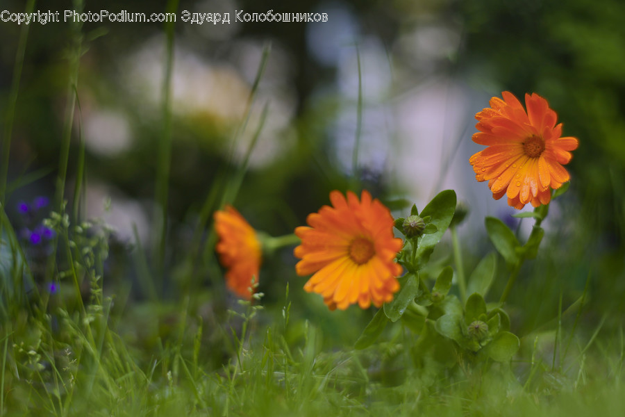 Plant, Flower, Daisies, Daisy, Blossom