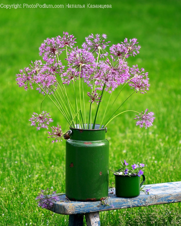 Plant, Blossom, Flower, Apiaceae, Jar