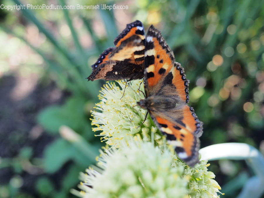 Animal, Insect, Invertebrate, Butterfly, Monarch