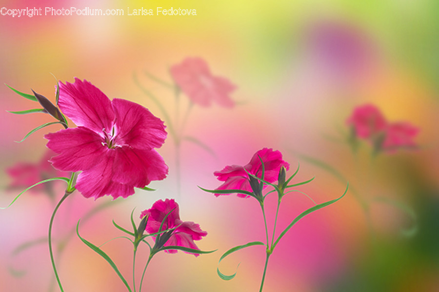 Plant, Geranium, Flower, Blossom, Anther