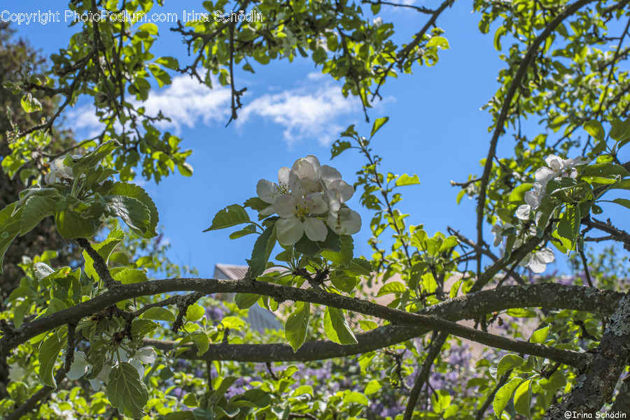Plant, Leaf, Blossom, Flower, Tree
