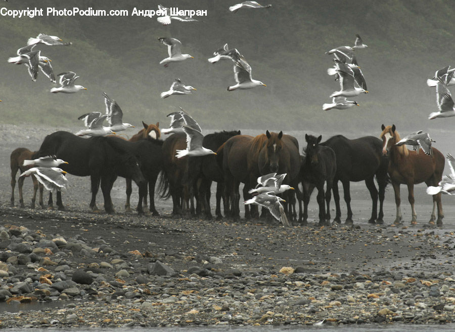 Animal, Horse, Mammal, Bird, Seagull, Angus, Bull