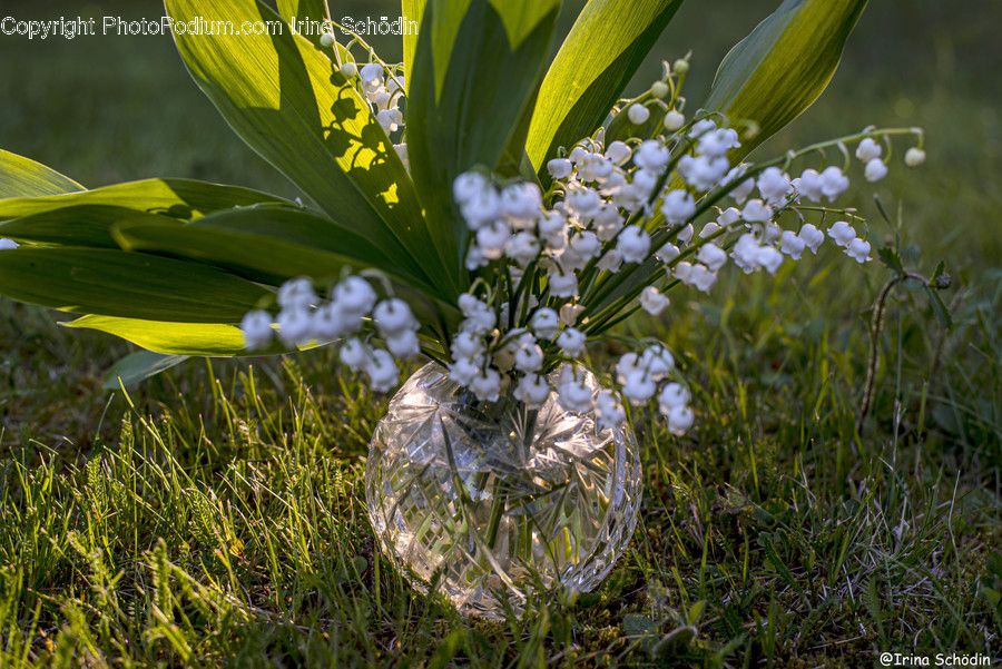 Plant, Flower, Blossom, Amaryllidaceae, Apiaceae