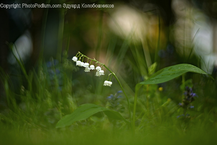 Plant, Flower, Blossom, Vegetation, Outdoors