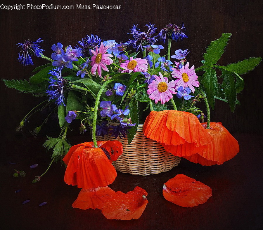Plant, Flower, Blossom, Flower Arrangement, Flower Bouquet