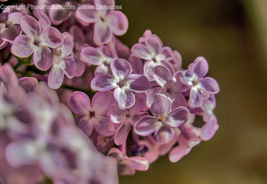Plant, Blossom, Flower, Geranium, Petal