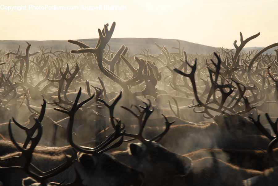 Animal, Deer, Elk, Mammal, Wildlife, Antler, Art