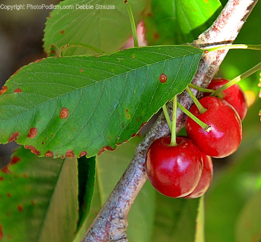 Plant, Food, Fruit, Cherry