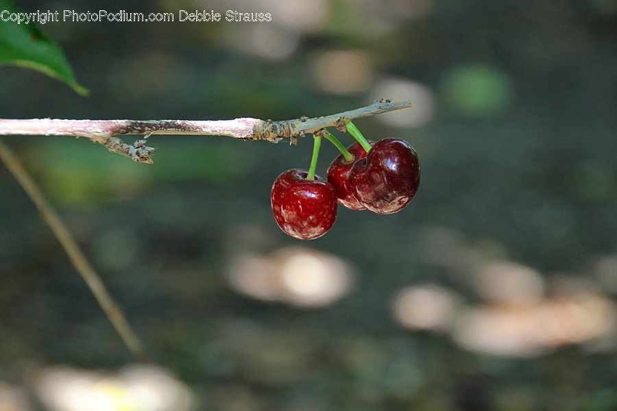Plant, Fruit, Food, Cherry