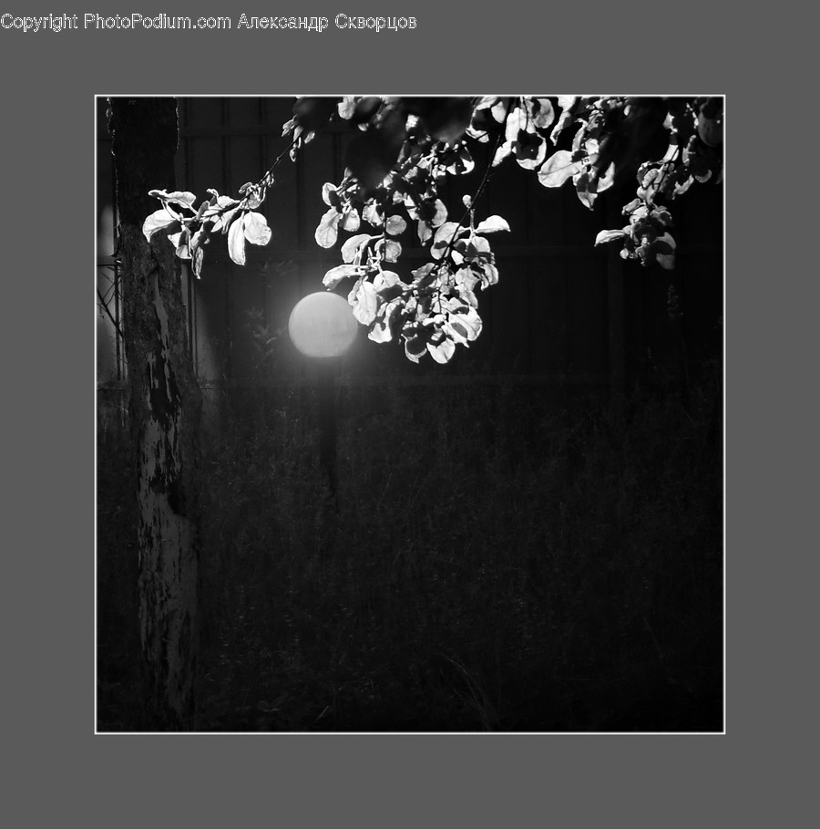 Plant, Blossom, Flower, Petal, Tree