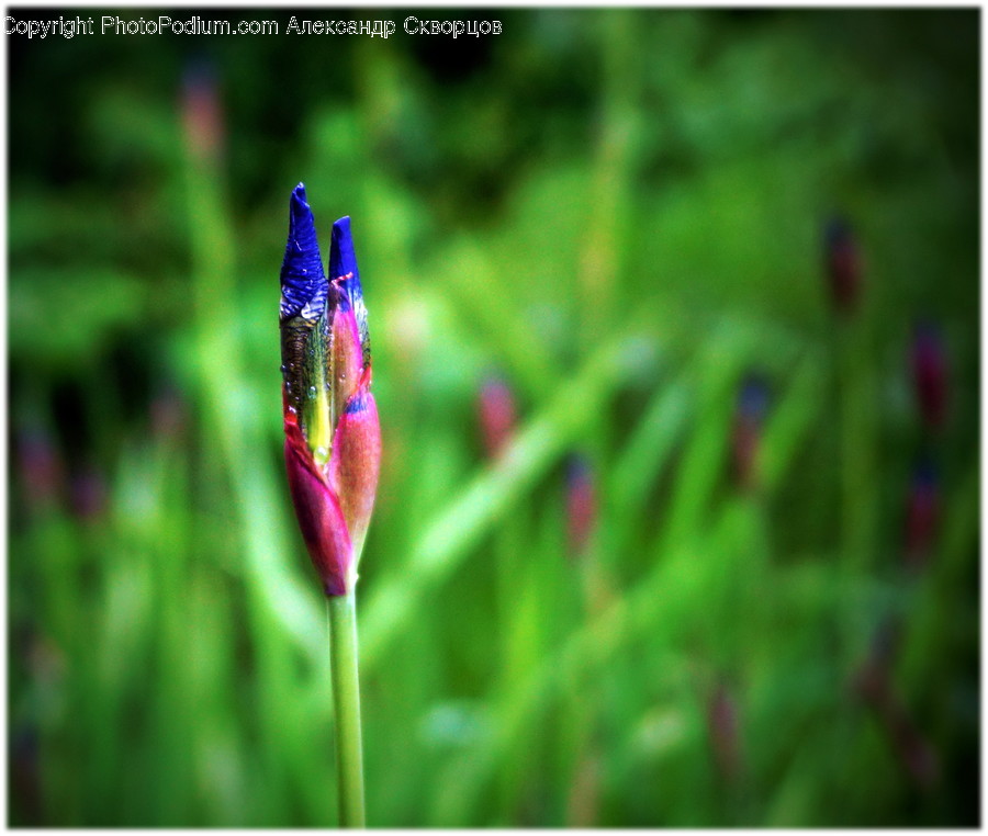 Moss, Plant, Flower, Blossom, Green