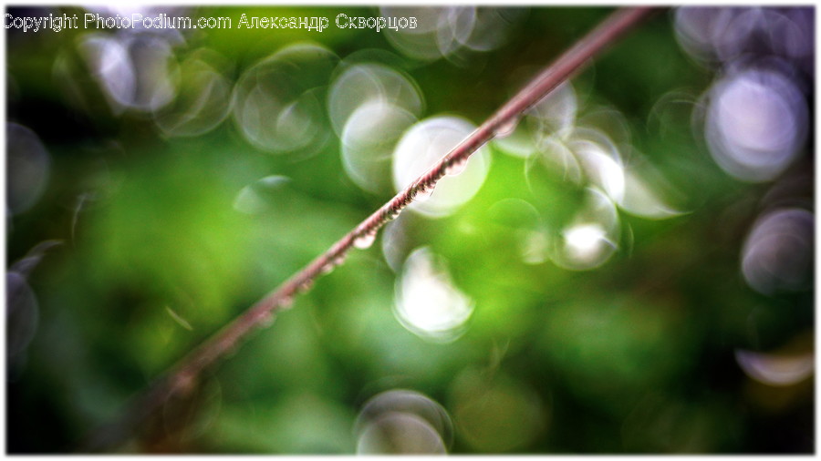 Sphere, Droplet, Light, Flare, Plant