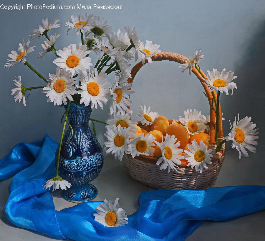 Plant, Flower, Blossom, Flower Arrangement, Daisy