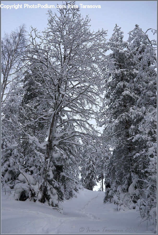 Conifer, Fir, Spruce, Wood, Plant, Tree, Landscape