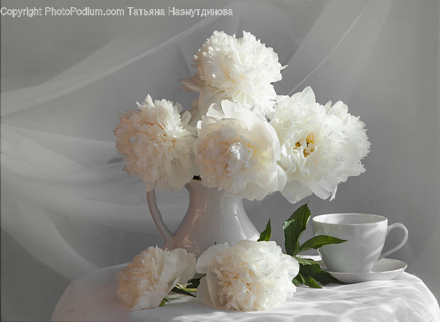 Plant, Blossom, Flower, Flower Arrangement, Flower Bouquet