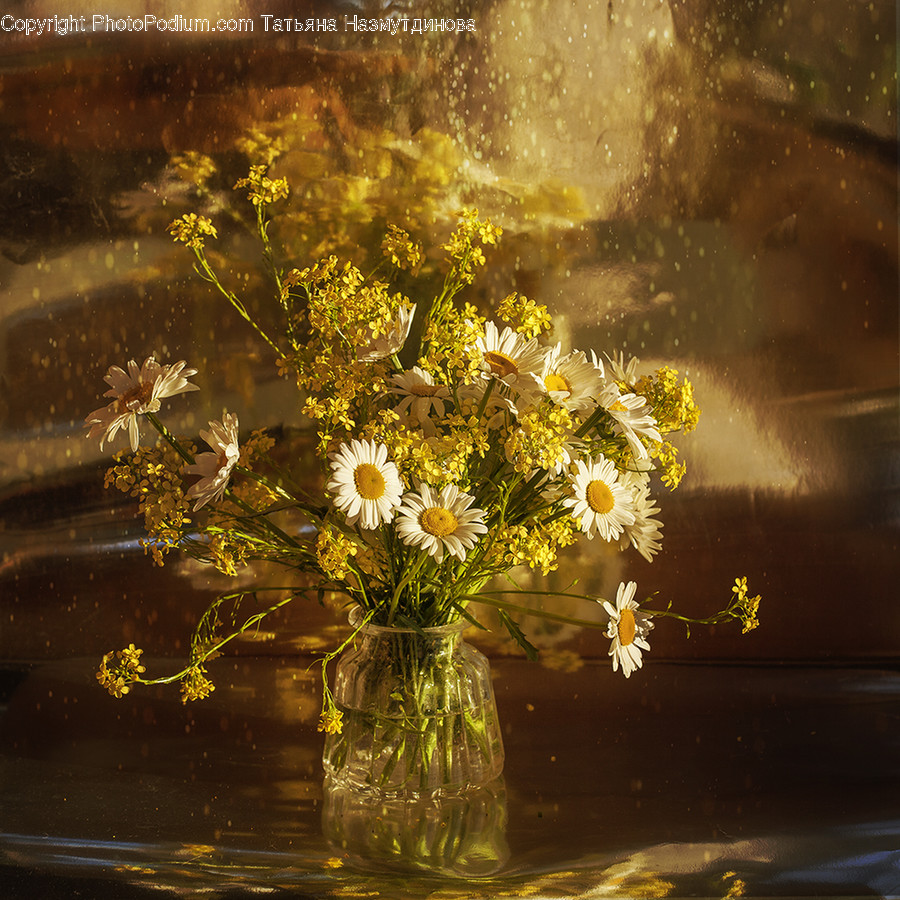 Plant, Flower, Blossom, Flower Arrangement, Daisies