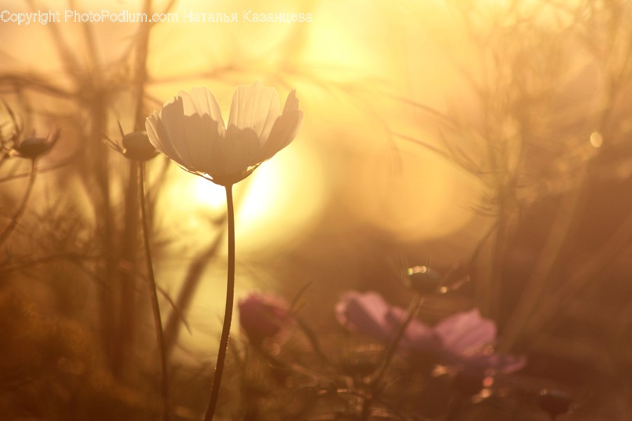 Plant, Light, Flare, Flower, Blossom