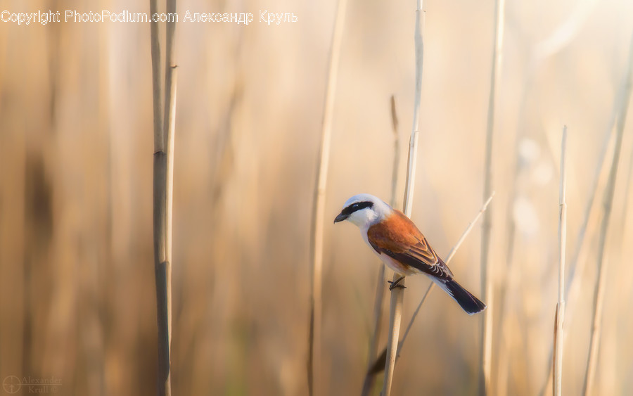Animal, Bird, Grass, Plant, Lawn