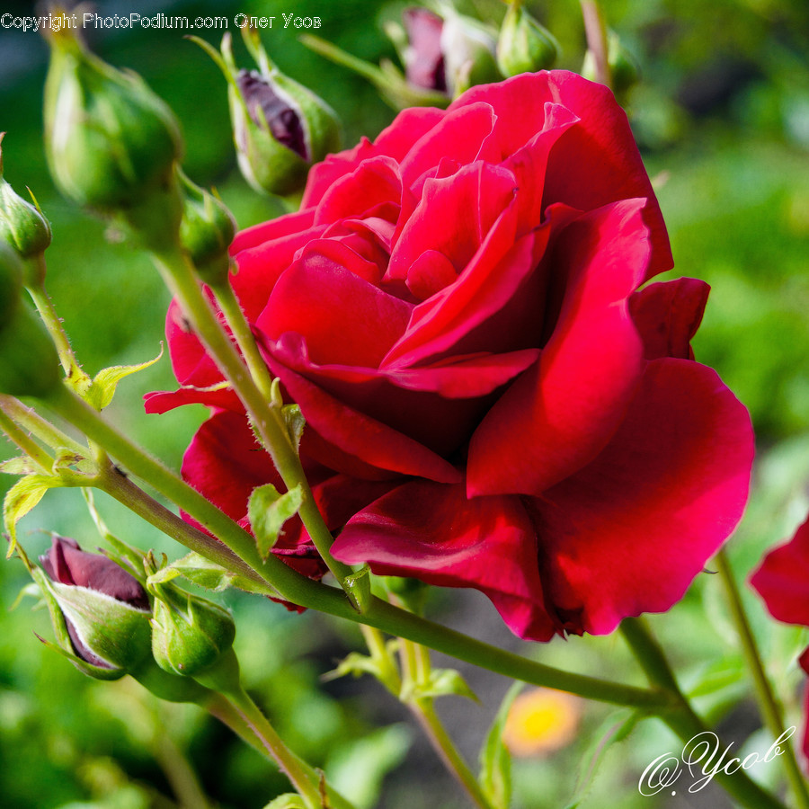 Blossom, Plant, Rose, Flower, Geranium