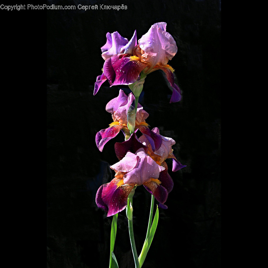 Plant, Flower, Blossom, Flower Arrangement, Gladiolus