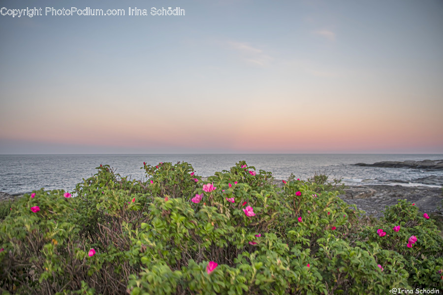 Plant, Blossom, Flower, Geranium, Promontory