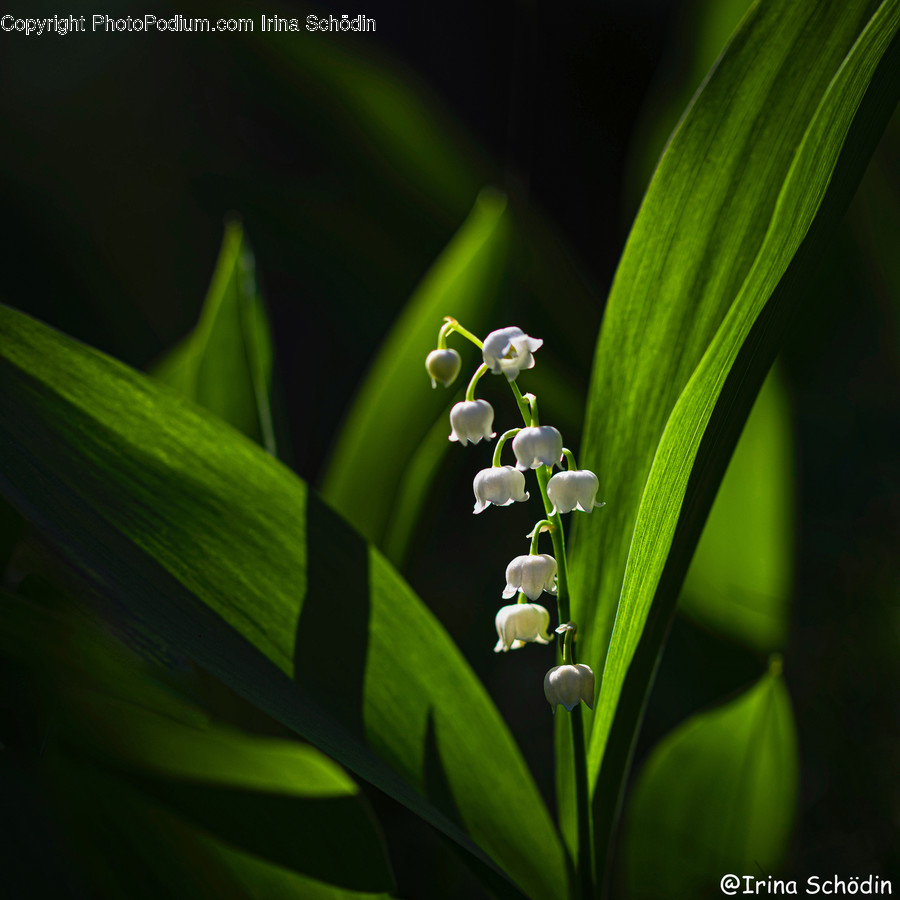 Plant, Flower, Blossom, Leaf, Amaryllidaceae