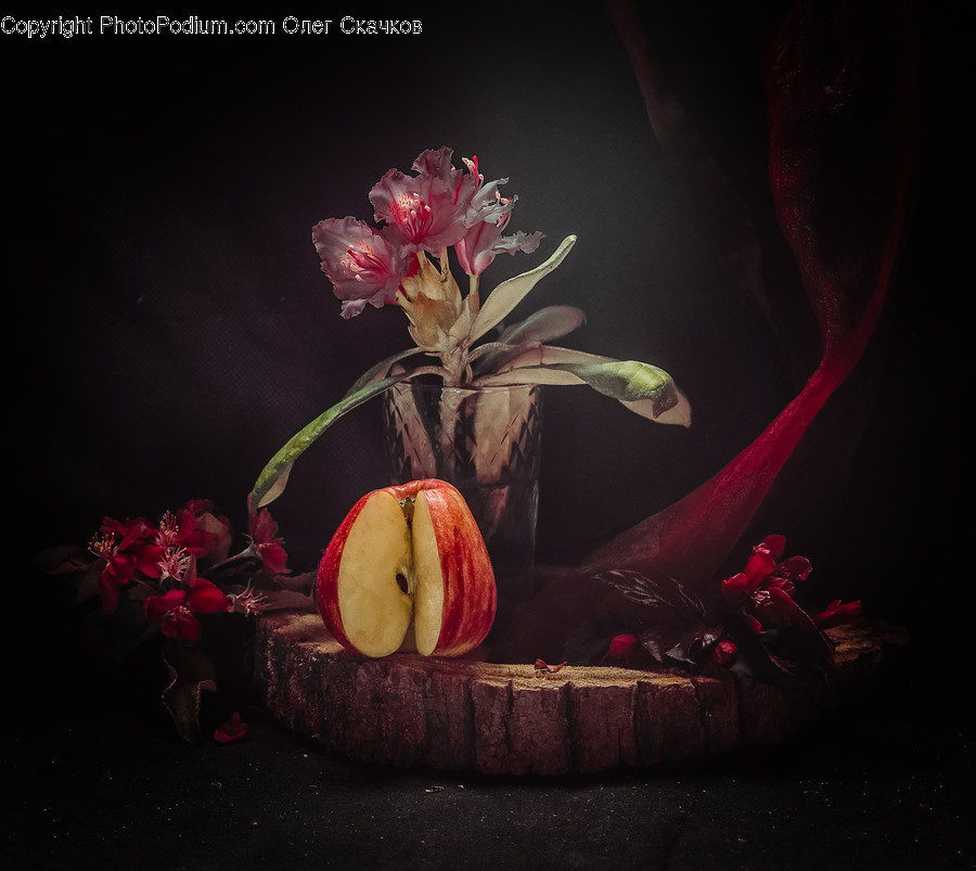 Plant, Blossom, Flower, Flower Arrangement, Pottery