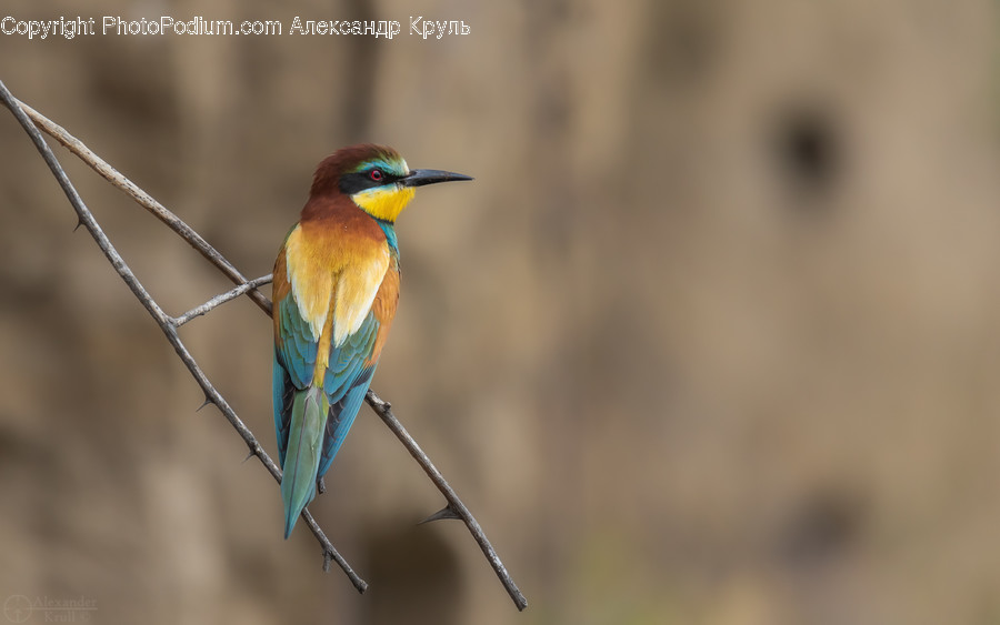 Bee Eater, Bird, Animal