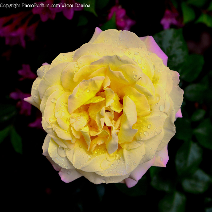 Rose, Plant, Blossom, Flower, Geranium